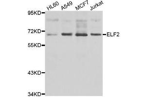 Western blot analysis of extracts of various cell lines, using ELF2 antibody. (ELF2 anticorps  (AA 1-140))