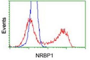 Flow Cytometry (FACS) image for anti-Nuclear Receptor Binding Protein 1 (NRBP1) antibody (ABIN1499823) (NRBP1 anticorps)
