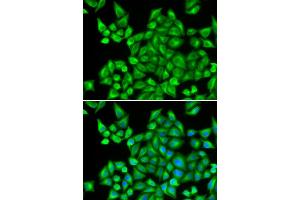 Immunofluorescence (IF) image for anti-Dehydrogenase/reductase (SDR Family) Member 9 (DHRS9) antibody (ABIN1980340) (DHRS9 anticorps)