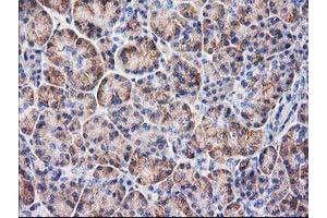 Immunohistochemical staining of paraffin-embedded Human pancreas tissue using anti-BECN1 mouse monoclonal antibody. (Beclin 1 anticorps)