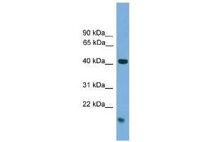 WB Suggested Anti-MAPK1 Antibody Titration: 0. (ERK2 anticorps  (C-Term))