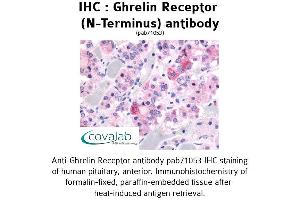 Image no. 1 for anti-Growth Hormone Secretagogue Receptor (GHSR) (Extracellular Domain), (N-Term) antibody (ABIN1734690)