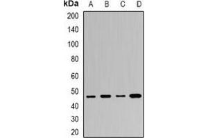 Western blot analysis of BAF53B expression in HL60 (A), Hela (B), HepG2 (C), mouse brain (D) whole cell lysates.