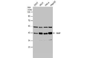 WB Image Various whole cell extracts (30 μg) were separated by 10% SDS-PAGE, and the membrane was blotted with RAP antibody [N1C3] , diluted at 1:1000. (LRPAP1 anticorps  (Center))