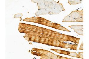 ABIN6259148 and ABIN6275431 at 1/100 staining Mouse muscle tissue by IHC-P. (PDHA1 anticorps  (C-Term))