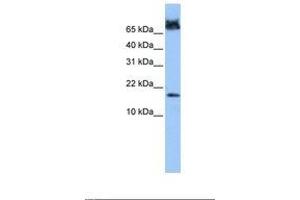 Image no. 1 for anti-FUN14 Domain Containing 1 (FUNDC1) (N-Term) antibody (ABIN6739392) (FUNDC1 anticorps  (N-Term))