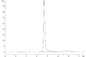 The purity of Cynomolgus Siglec-10 is greater than 95 % as determined by SEC-HPLC.