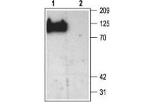 Western blot analysis of rat brain membranes: - 1. (DLG2 anticorps  (AA 336-379))