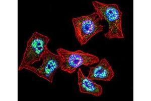 Immunofluorescence analysis of Hela cells using TBP mouse mAb (green). (TBP anticorps  (AA 1-144))