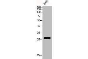 Western blot analysis of 293T lysis using MRP-L10 antibody.