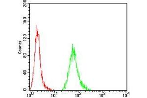 anti-Kelch Repeat and BTB (POZ) Domain Containing 8 (KBTBD8) (AA 264-464) antibody