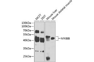 Western blot analysis of extracts of various cell lines, using NFKBIB antibody (ABIN6130475, ABIN6144584, ABIN6144585 and ABIN6221459) at 1:1000 dilution. (NFKBIB anticorps  (AA 1-356))