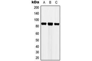 Western blot analysis of Cortactin expression in MCF7 (A), HeLa (B), NIH3T3 (C) whole cell lysates. (Cortactin anticorps  (Center))