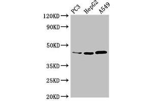 Western Blot Positive WB detected in: PC-3 whole cell lysate, HepG2 whole cell lysate, A549 whole cell lysate All lanes: DNMT3L antibody at 3. (DNMT3L anticorps  (AA 1-234))