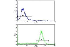 Flow cytometric analysis of ATDC5 cells using Prohibitin antibody (green) compared to a negative control (blue).