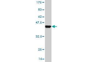 Western Blot detection against Immunogen (37.