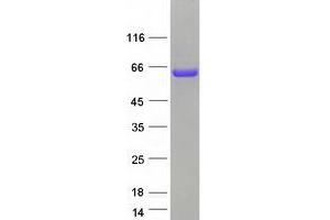 Validation with Western Blot