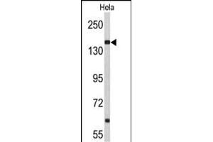 Western blot analysis of NU Antibody (N-term) (ABIN653061 and ABIN2842662) in Hela cell line lysates (35 μg/lane). (NUP153 anticorps  (N-Term))