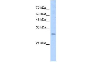 WB Suggested Anti-SOX15 Antibody Titration:  2. (SOX15 anticorps  (N-Term))