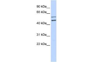WB Suggested Anti-CDC20 Antibody Titration:  0. (CDC20 anticorps  (N-Term))