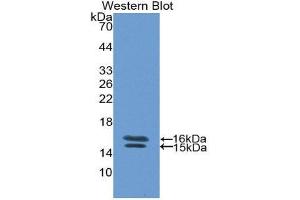 Western Blotting (WB) image for anti-Vasoactive Intestinal Peptide (Vip) (AA 29-165) antibody (ABIN1860941) (Vip anticorps  (AA 29-165))