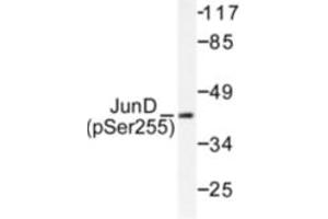 Image no. 2 for anti-Jun D Proto-Oncogene (JUND) (pSer255) antibody (ABIN318059)