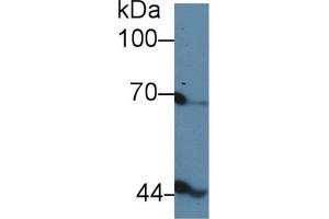 Western blot analysis of Chicken Serum, using Chicken INHbB Antibody (5 µg/ml) and HRP-conjugated Goat Anti-Rabbit antibody ( (INHBB anticorps  (AA 277-391))