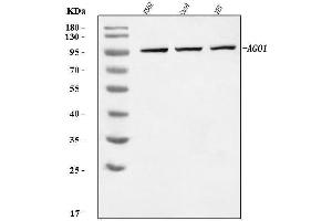 Western blot analysis of AGO1 using anti-AGO1 antibody (ABIN7599960). (AGO1 anticorps  (AA 131-171))