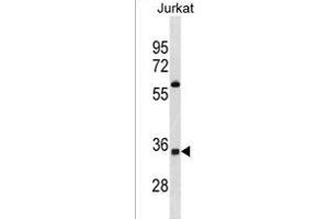 OR52A5 Antibody (C-term) (ABIN1881604 and ABIN2838603) western blot analysis in Jurkat cell line lysates (35 μg/lane). (OR52A5 anticorps  (C-Term))