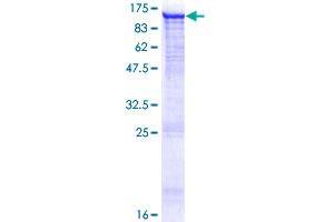 Image no. 1 for phosphodiesterase 8A (PDE8A) (AA 1-829) protein (GST tag) (ABIN1314488)