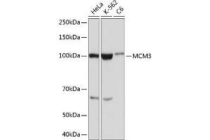 Western blot analysis of extracts of various cell lines, using MCM3 Rabbit mAb (ABIN7268540) at 1:1000 dilution.