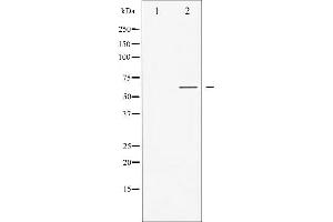 Western blot analysis of GABA-RB phosphorylation expression in COS7 whole cell lysates,The lane on the left is treated with the antigen-specific peptide. (GABA-RB (pSer434) anticorps)