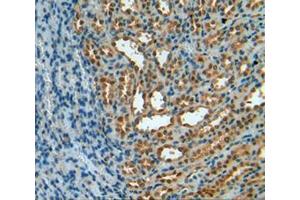 IHC-P analysis of kidney tissue, with DAB staining. (TXN anticorps  (AA 1-105))
