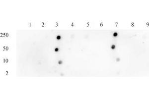 Histone H3 acetyl Lys18 antibody tested by dot blot analysis. (Histone 3 anticorps  (H3K18ac))
