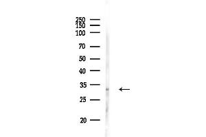 anti-Phosphatidylinositol Transfer Protein, alpha (PITPNA) (Internal Region) antibody