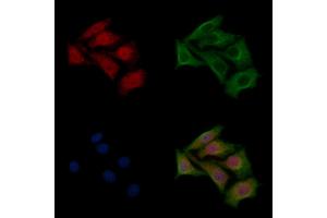 ABIN6261318 and ABIN6266877 staining HepG2 cells by IF/ICC.