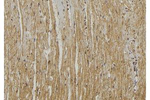 ABIN6272943 at 1/100 staining Mouse muscle tissue by IHC-P. (GOLPH3 anticorps  (C-Term))
