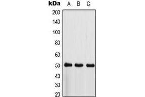 Western blot analysis of CSK expression in HepG2 (A), Raw264.