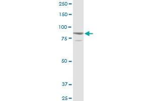 SOX30 MaxPab rabbit polyclonal antibody. (SOX30 anticorps  (AA 1-501))