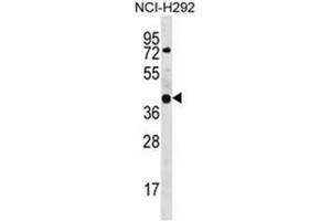 Western blot analysis of GTPBP10 Antibody (C-term) Cat.