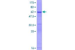 Image no. 1 for 2,3-bisphosphoglycerate Mutase (BPGM) (AA 1-259) protein (GST tag) (ABIN1346829)