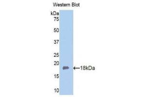 Western Blotting (WB) image for anti-Fibulin 5 (FBLN5) (AA 327-448) antibody (ABIN1176018)