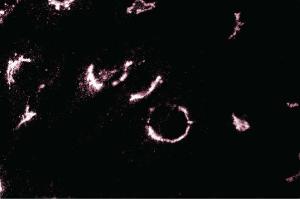 Immunofluorescence staining of L6 cells (Rat skeletal muscle myoblasts, ATCC CRL-1458).