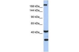Image no. 1 for anti-Dispatched Homolog 1 (DISP1) (AA 575-624) antibody (ABIN6743542) (DISP1 anticorps  (AA 575-624))