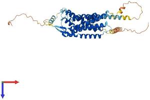 AlphaFold protein structure predicition of Human Recombinant HCRTR2 Protein, UniprotID O43614