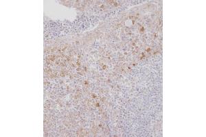 Immunohistochemical analysis of B on paraffin-embedded Human tonsil tissue.