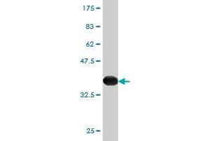 Western Blot detection against Immunogen (36.