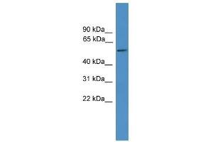 TTYH3 antibody used at 0. (TTYH3 anticorps  (Middle Region))