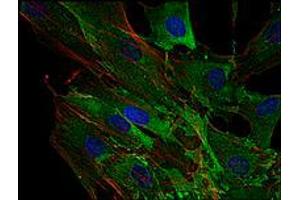 Immunofluorescence staining of AHNAK in human primary fibroblasts using AHNAK monoclonal antibody, clone EM-09 (Cat # MAB3607 ; green).
