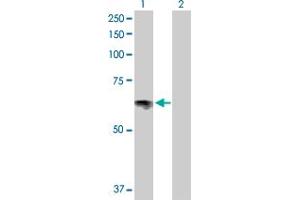 Western Blot analysis of SLC6A4 expression in transfected 293T cell line by SLC6A4 MaxPab polyclonal antibody. (SLC6A4 anticorps  (AA 1-630))